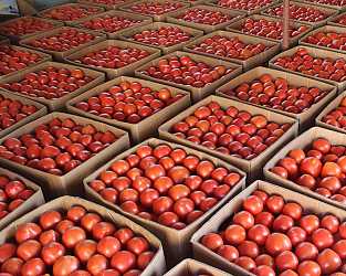 Режимы температуры и влажности, сроки хранения овощей и фруктов